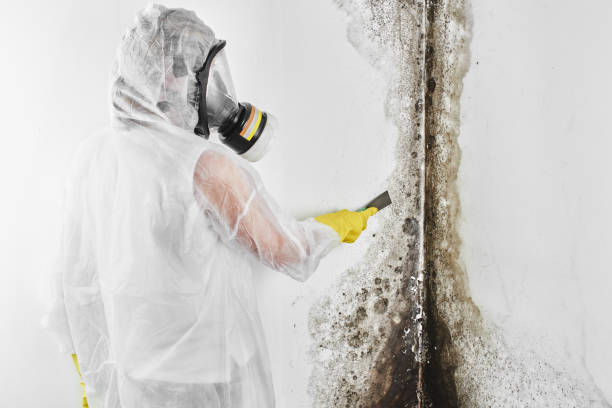 Best Mold Cleaning Services  in Glen Carbon, IL