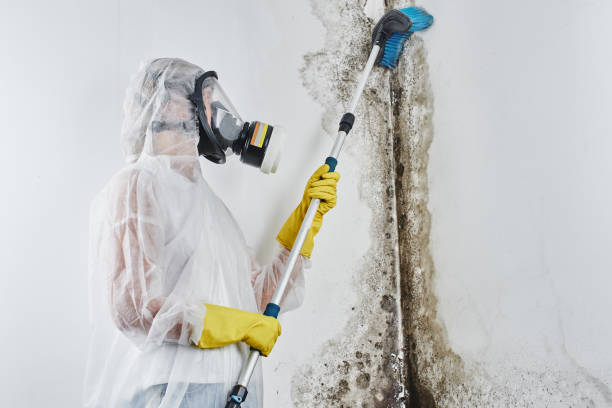 Mold Removal Process in Glen Carbon, IL
