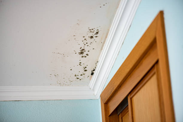 Best Attic Mold Removal  in Glen Carbon, IL