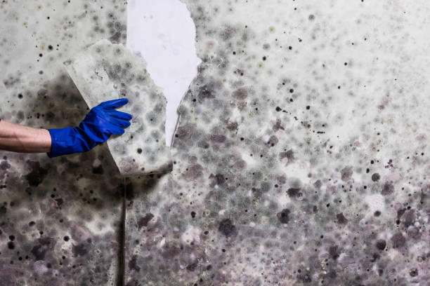 Best Local Mold Removal Service  in Glen Carbon, IL