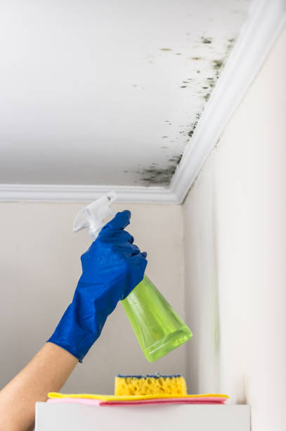 Best Professional Mold Removal  in Glen Carbon, IL